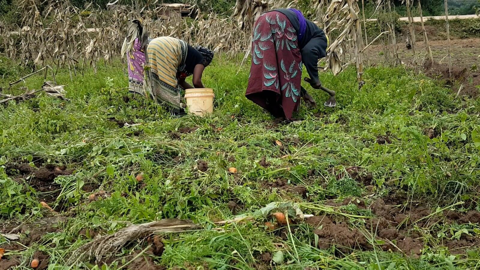 Turn Over a New Leaf: Apply for a Grant and Join the Tree-Planting Revolution in Brazil